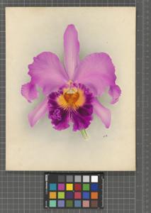Rhyncholaeliocattleya Ursula