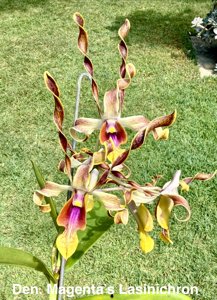 Dendrobium Magenta's Lasinichron