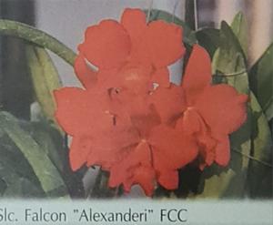 Cattleya Falcon (1917)