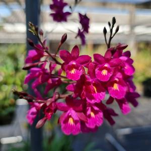 Tetratonia Dark Prince