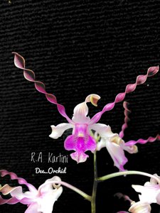 <i>Dendrobium</i> R.A. Kartini