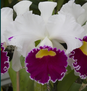 Cattleya Breen's Jenny Ann