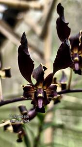 <i>Dendrobium</i> Espresso