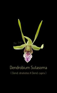 <i>Dendrobium</i> Sutasoma