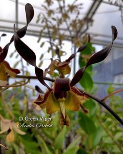 Dendrobium Green Viper