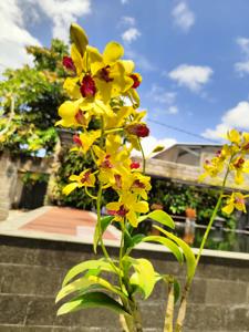 Dendrobium Thongchai Gold