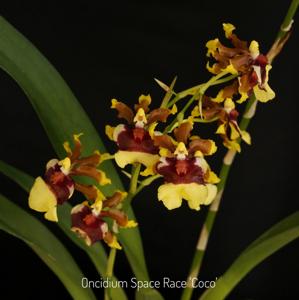 Oncidium Space Race