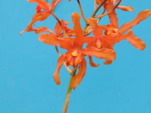 <i>Laeliocattleya</i> Lancer