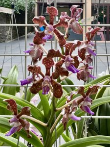 <i>Vanda</i> Muktanjali Bhide