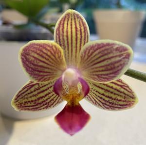 Phalaenopsis Chingruey's Goldstaff