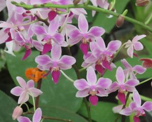 Phalaenopsis Rainbow Chip