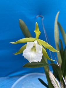 Cattleychea Memoria Dollie McKinnon