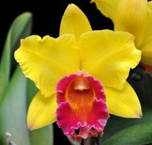 <i>Rhyncholaeliocattleya</i> Jirathip Sugi