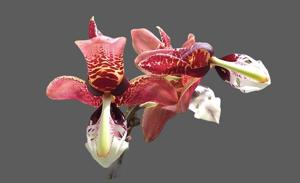 Houhopea Wayne Riggs