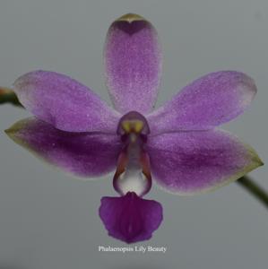 <i>Phalaenopsis</i> Lily Beauty