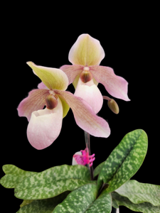 Paphiopedilum Annabellchen