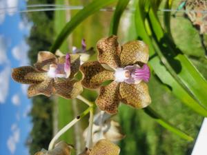 Papilionanda Ben Fragrance