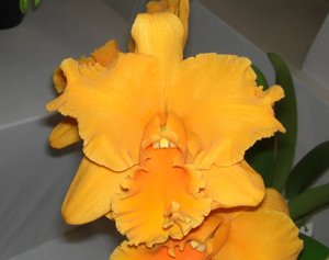 <i>Rhyncholaeliocattleya</i> Sunnystate's Canary