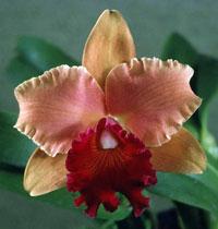<i>Rhyncholaeliocattleya</i> Max Avila