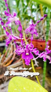 <i>Dendrobium</i> Penanggungan