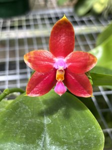 Phalaenopsis Imp's Pride