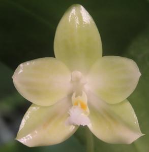 Phalaenopsis Mickey's Java