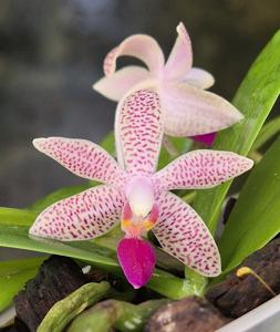 <i>Phalaenopsis</i> Linda Grainger