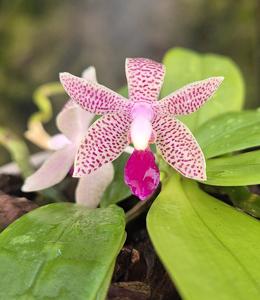 <i>Phalaenopsis</i> Linda Grainger