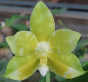 <i>Phalaenopsis</i> Mrs. Joyce Stewart