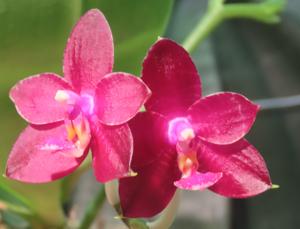 <i>Phalaenopsis</i> Paiho Cervi