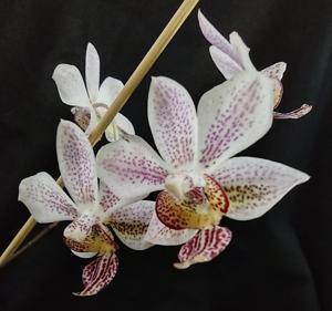 Phalaenopsis Fine Art