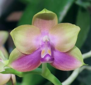 Phalaenopsis LL Blue Family