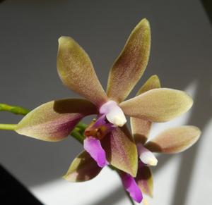 <i>Phalaenopsis</i> Noonien