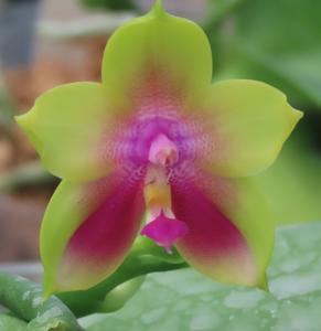 <i>Phalaenopsis</i> Hoya Green Eagle
