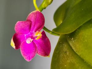Phalaenopsis Mituo Equalacea