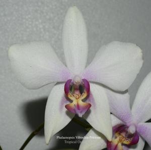 <i>Phalaenopsis</i> Vibindira Princessa