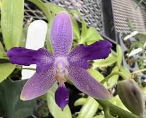 <i>Phalaenopsis</i> Gold Country Hypothermia
