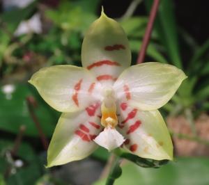 Phalaenopsis Gelblieber