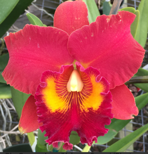 <i>Rhyncholaeliocattleya</i> Forever Love