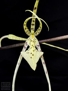 <i>Brassia</i> Senne Macurosa
