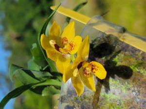 Promenaea Colmaniana