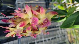 Dendrobium Stunning