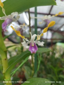 <i>Dendrobium</i> Ahza Zea Jennaira