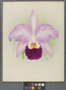 Cattleya San Juan