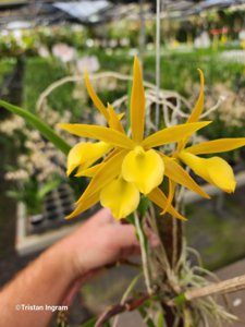 <i>Brassocatanthe</i> Chushan