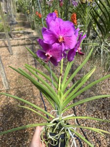 Papilionanda Suwannaphum Super Flare