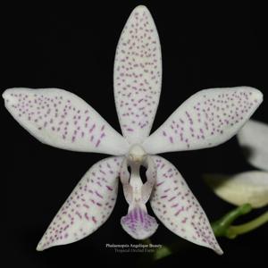 <i>Phalaenopsis</i> Angelique Beauty