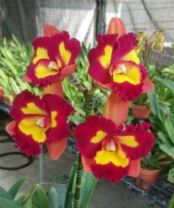 Rhyncattleanthe Jhong Sin Panda