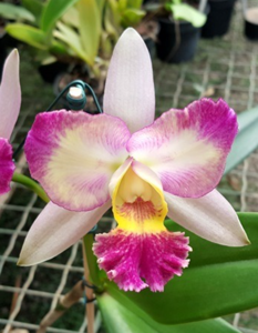 Rhyncholaeliocattleya Shiniti Ishikawa