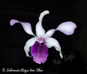 Dendrobium Indonesia Raya